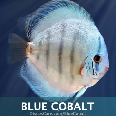 cobalt blue discus